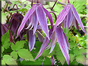 Clematis photograph