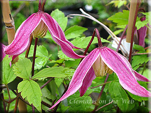 Clematis photograph