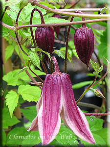 Clematis photograph