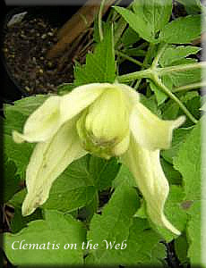 Clematis photograph