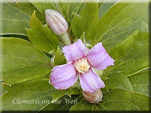 Clematis photograph