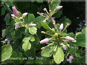 Clematis photograph