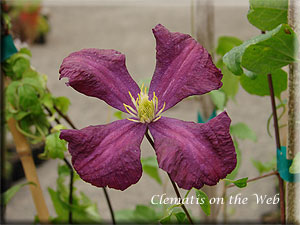 Clematis photograph