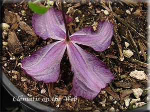 Clematis photograph