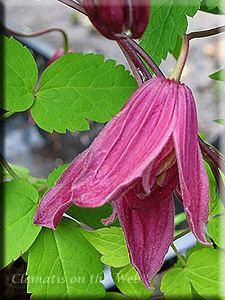 Clematis photograph