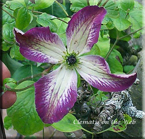 Clematis photograph