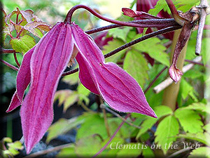 Clematis photograph