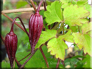 Clematis photograph