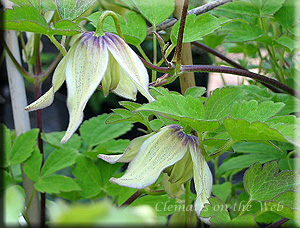 Clematis photograph