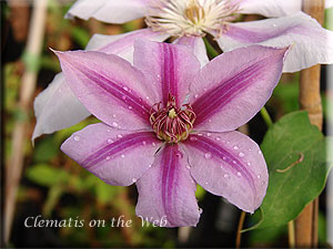 Clematis photograph