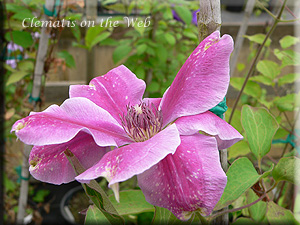 Clematis photograph