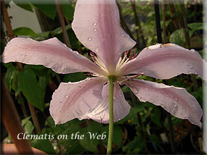 Clematis photograph