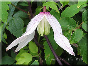 Clematis photograph