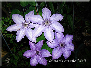 Clematis photograph