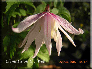 Clematis photograph