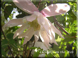 Clematis photograph