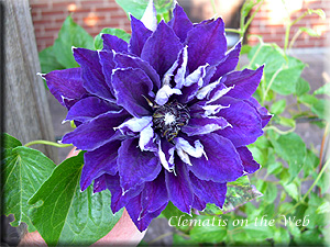 Clematis photograph