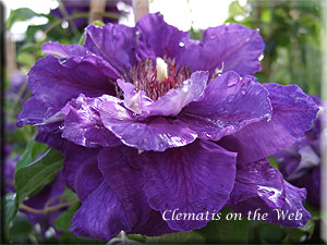 Clematis photograph