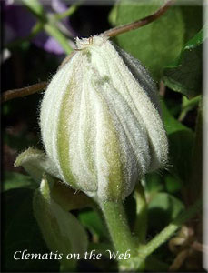 Clematis photograph