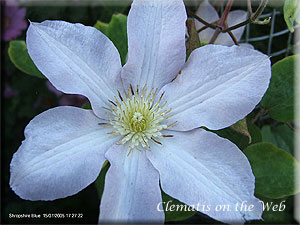 Clematis photograph