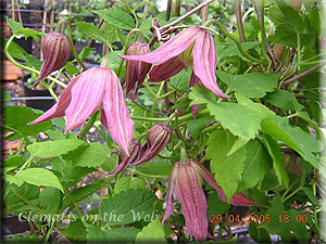 Clematis photograph