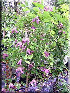 Clematis photograph