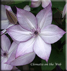 Clematis photograph