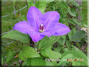 Clematis photograph