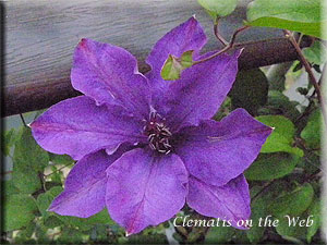 Clematis photograph