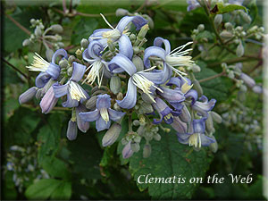 Clematis photograph