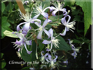 Clematis photograph