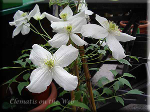 Clematis photograph