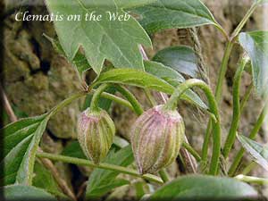 Clematis photograph