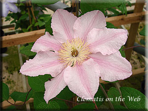 Clematis photograph