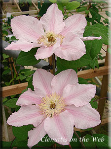 Clematis photograph