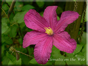 Clematis photograph