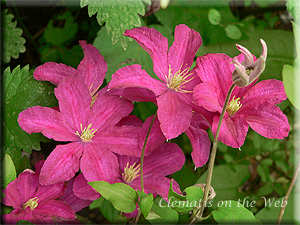 Clematis photograph