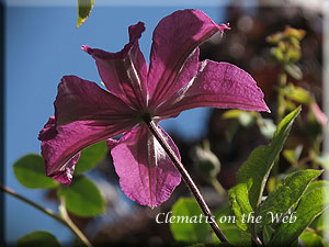 Clematis photograph