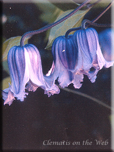 Clematis photograph