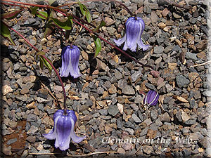 Clematis photograph