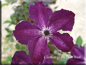 Clematis photograph