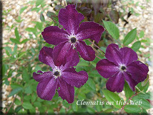 Clematis photograph