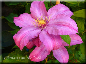 Clematis photograph