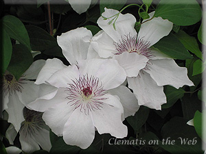 Clematis photograph