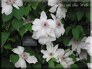 Clematis photograph