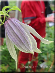 Clematis photograph