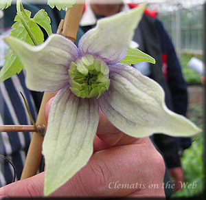 Clematis photograph