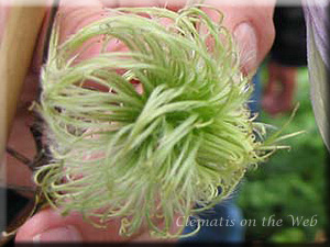 Clematis photograph