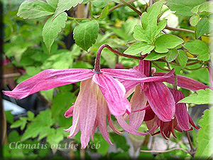 Clematis photograph