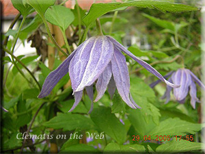 Clematis photograph